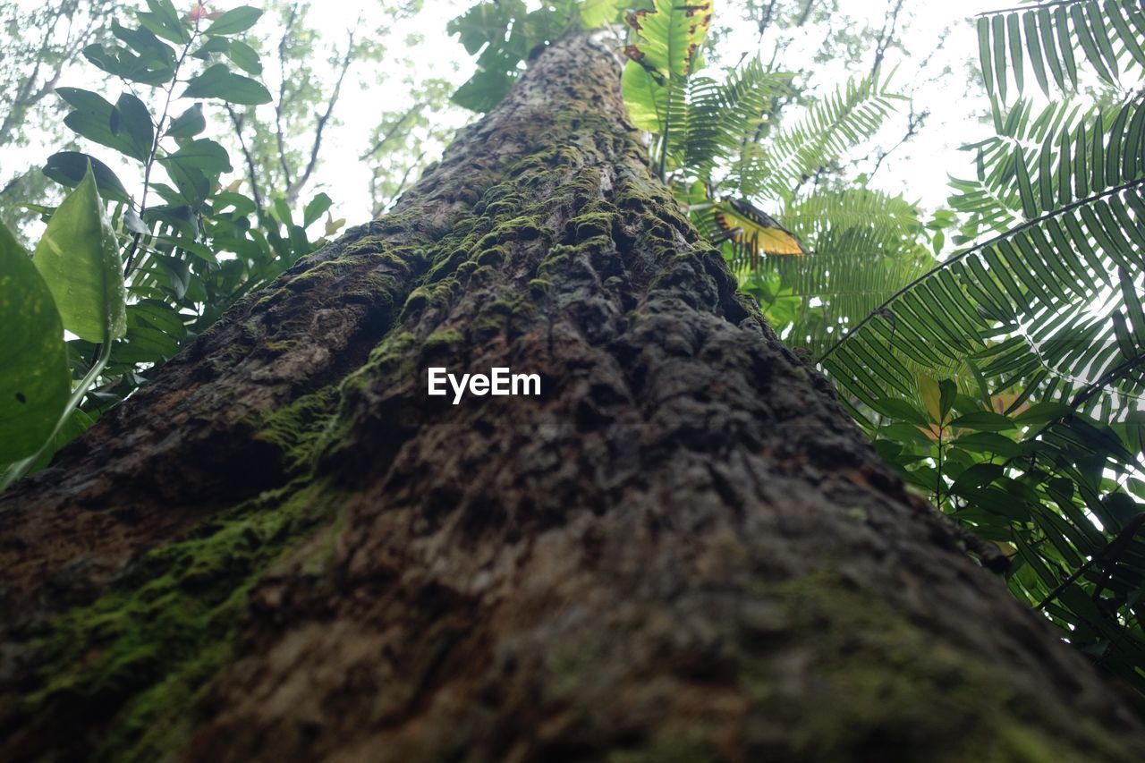 LOW ANGLE VIEW OF TREES