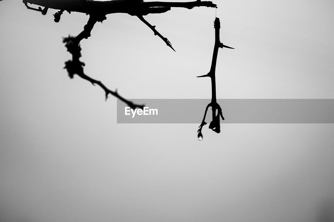 LOW ANGLE VIEW OF SILHOUETTE TWIGS AGAINST SKY
