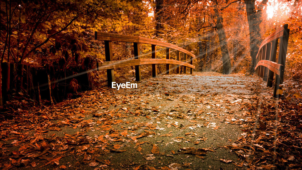 ROAD AMIDST TREES IN FOREST