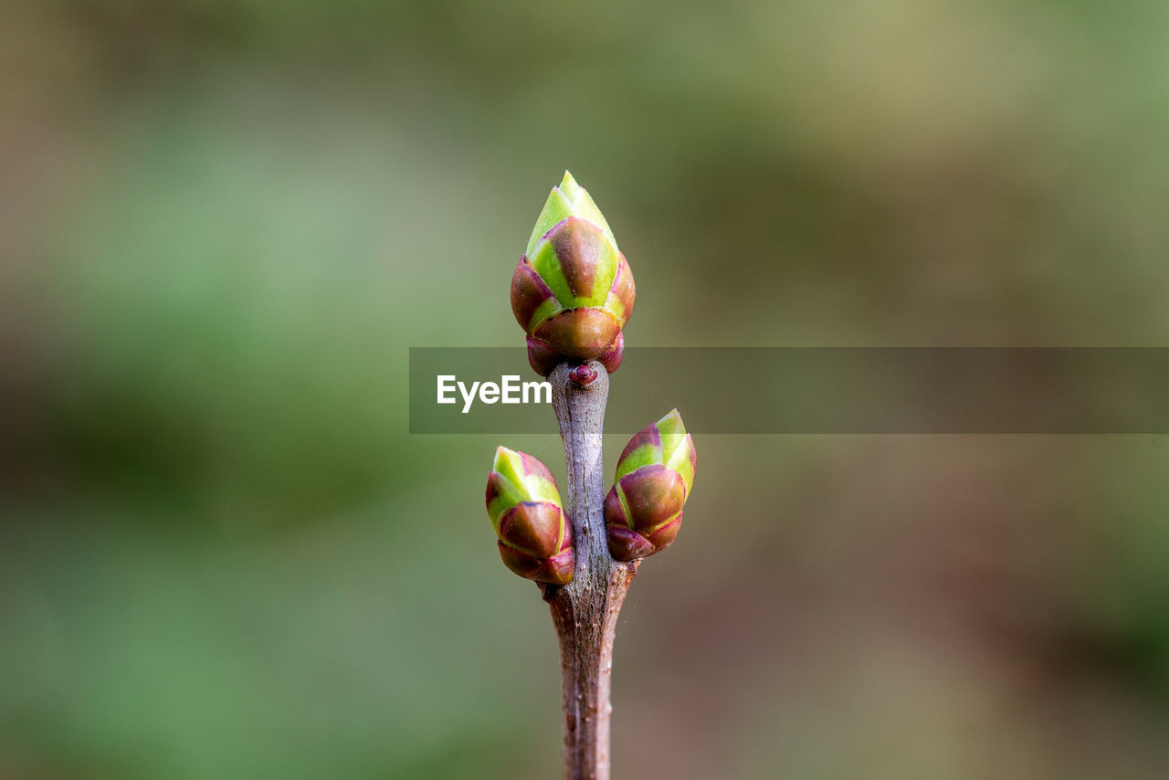 bud, green, plant, flower, nature, close-up, focus on foreground, beauty in nature, macro photography, plant stem, leaf, growth, no people, flowering plant, blossom, freshness, wildflower, day, fragility, beginnings, petal, yellow, outdoors, selective focus, branch, plant part, pink, animal