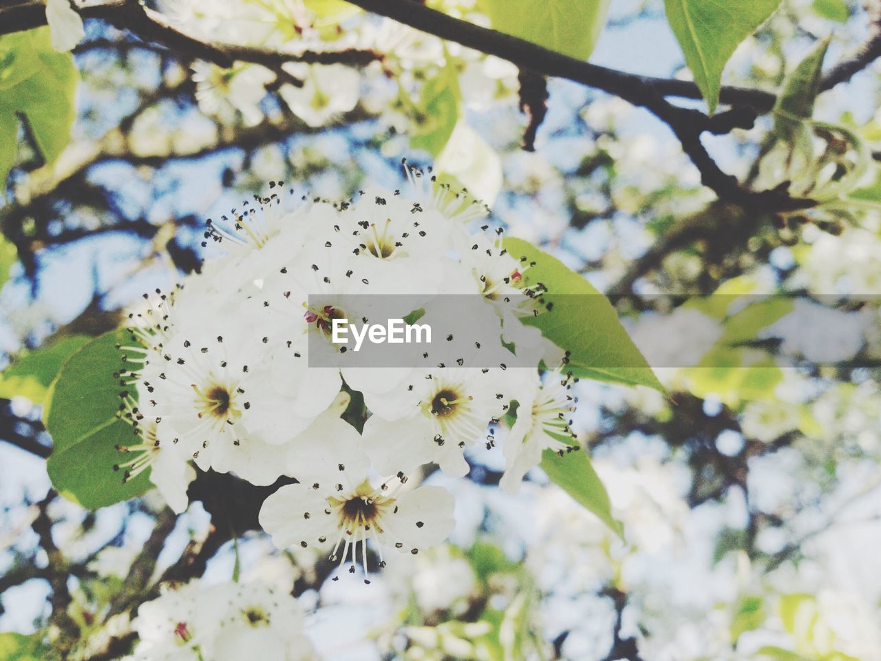 Apple blossoms in spring