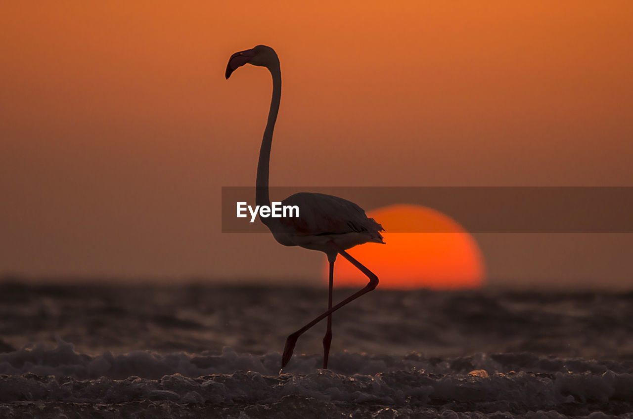 Flamingo at beach against sky during sunset