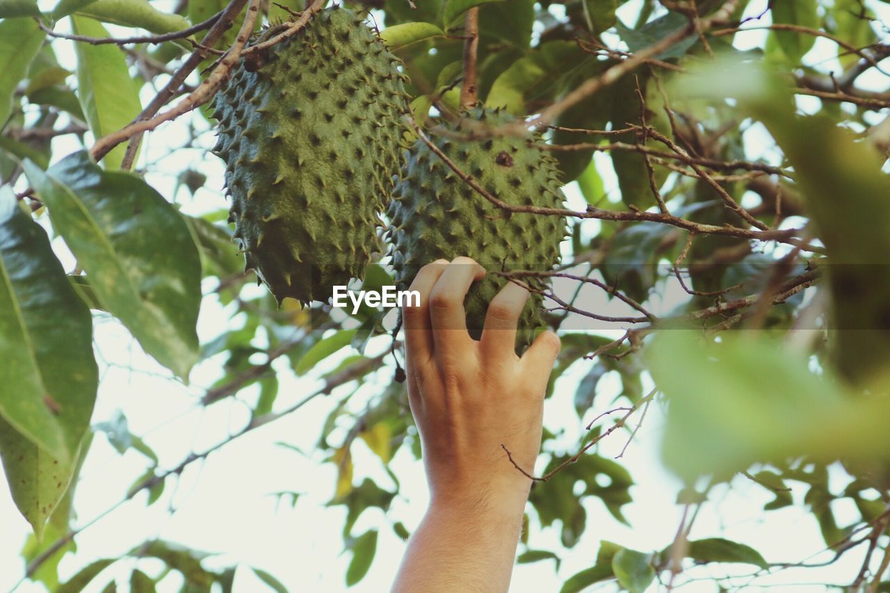 Low angle view of hand plucking soursop from tree