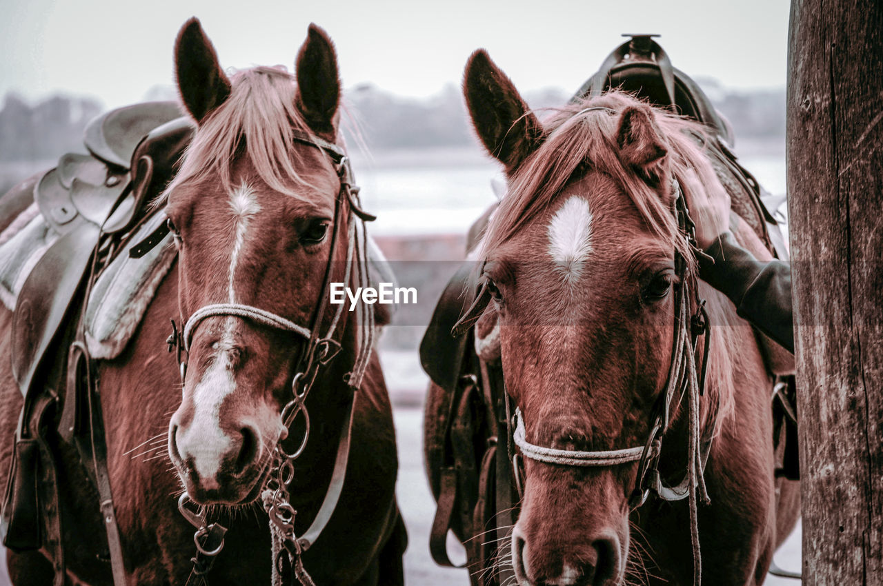 Close-up of horses