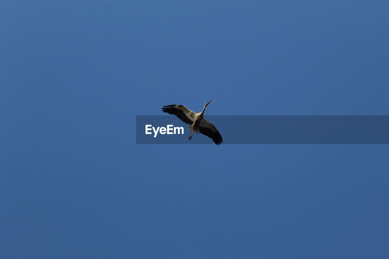 LOW ANGLE VIEW OF A BIRD FLYING IN SKY