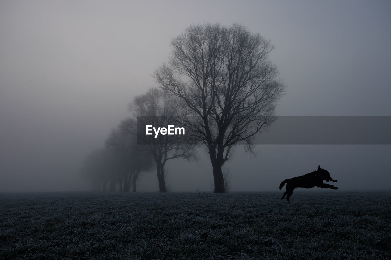 Silhouette of animal in field