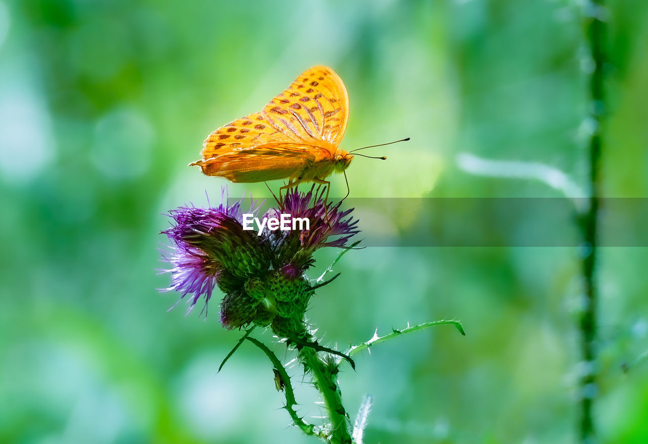 Butterfly in the morning schmetterling auf einer distel