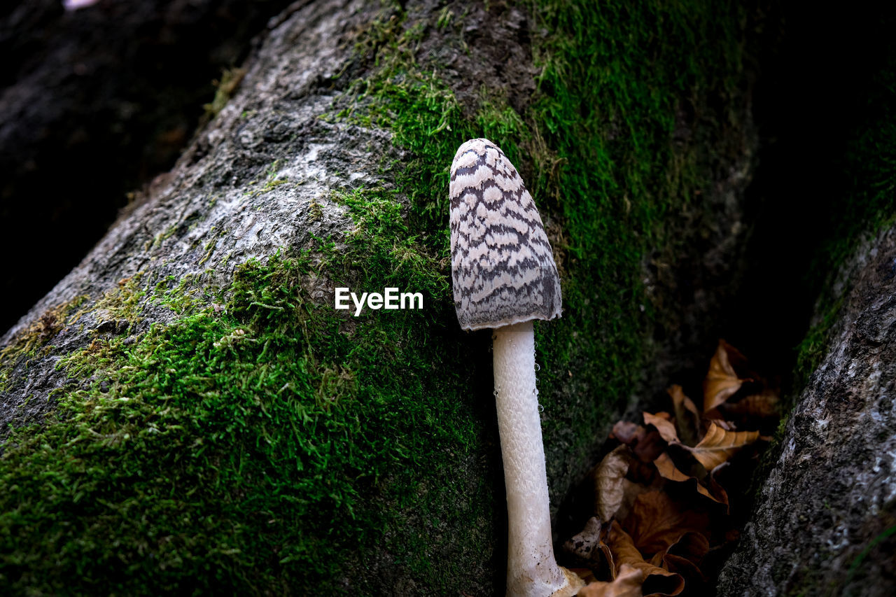 nature, plant, forest, green, tree, no people, woodland, growth, leaf, day, moss, land, fungus, tree trunk, rock, trunk, mushroom, outdoors, close-up, beauty in nature, tranquility, wood