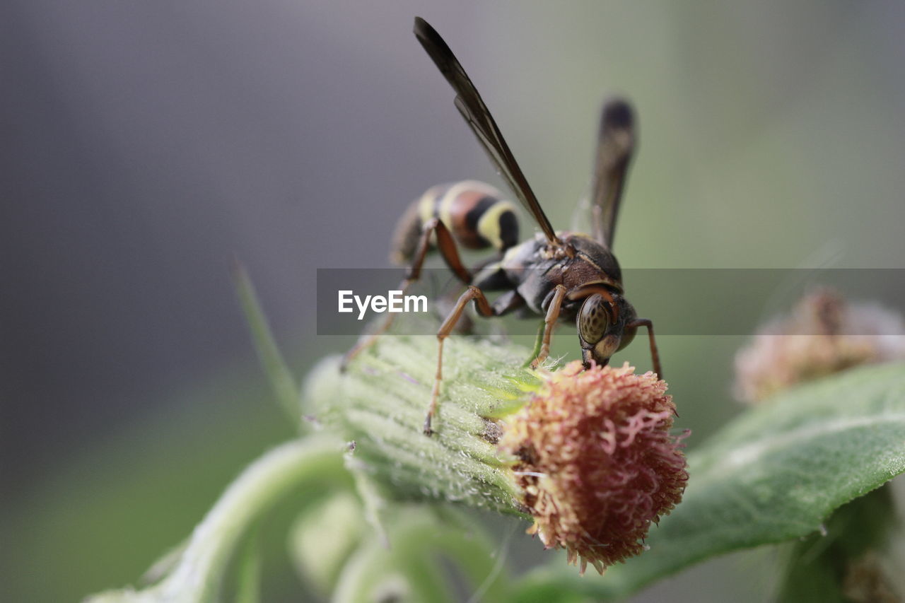 Close-up of insect on plant