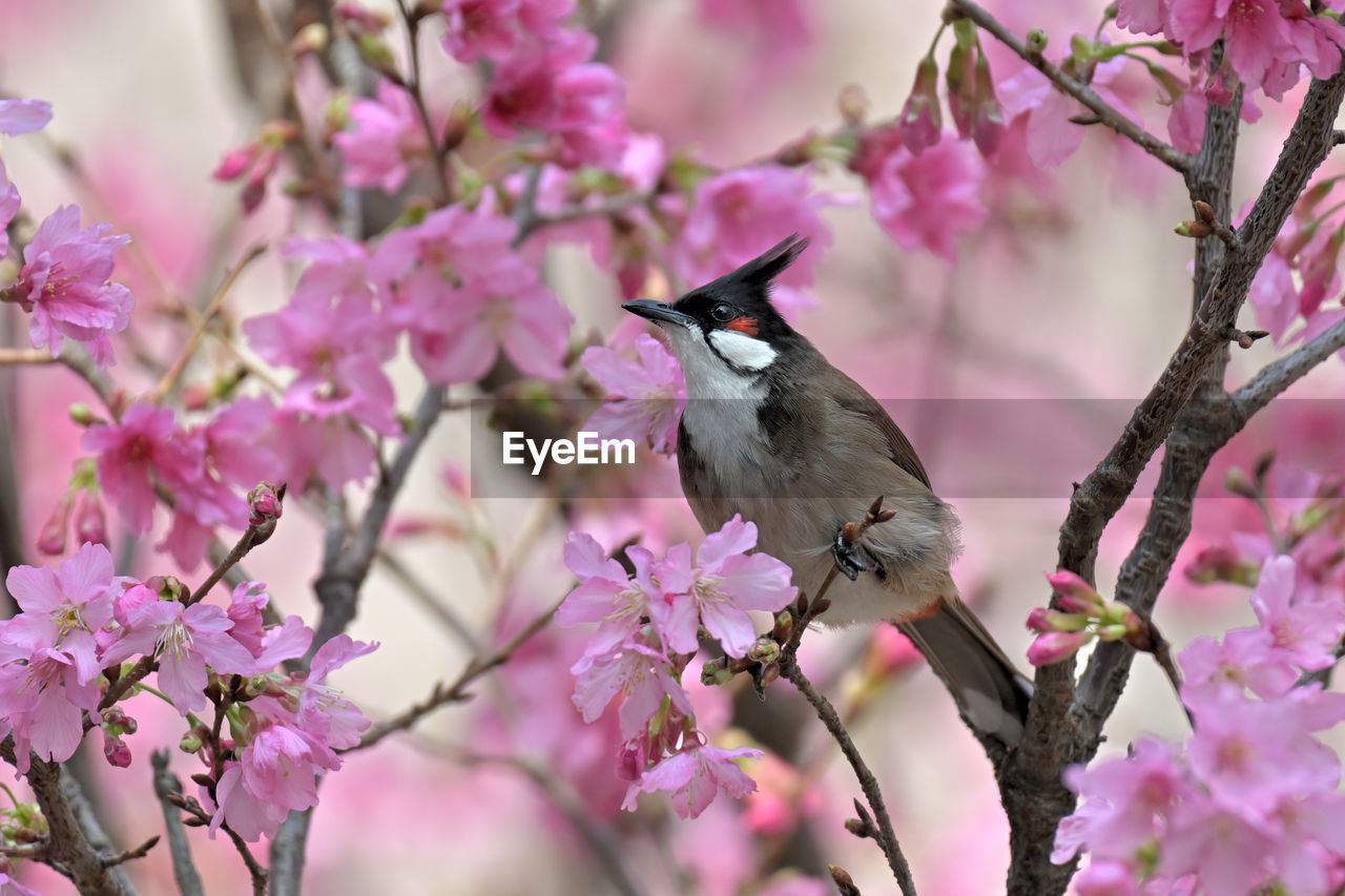 plant, animal themes, animal, flower, pink, tree, flowering plant, animal wildlife, spring, bird, beauty in nature, branch, blossom, wildlife, nature, springtime, one animal, fragility, cherry blossom, no people, freshness, outdoors, growth, perching, cherry tree, petal