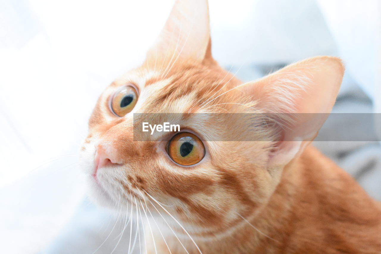Close-up portrait of a cat