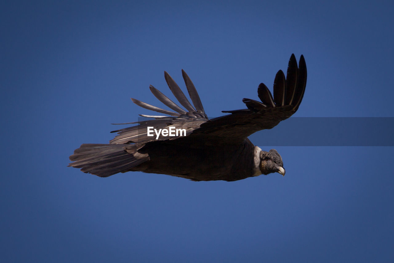 Low angle view of condor flying against clear blue sky