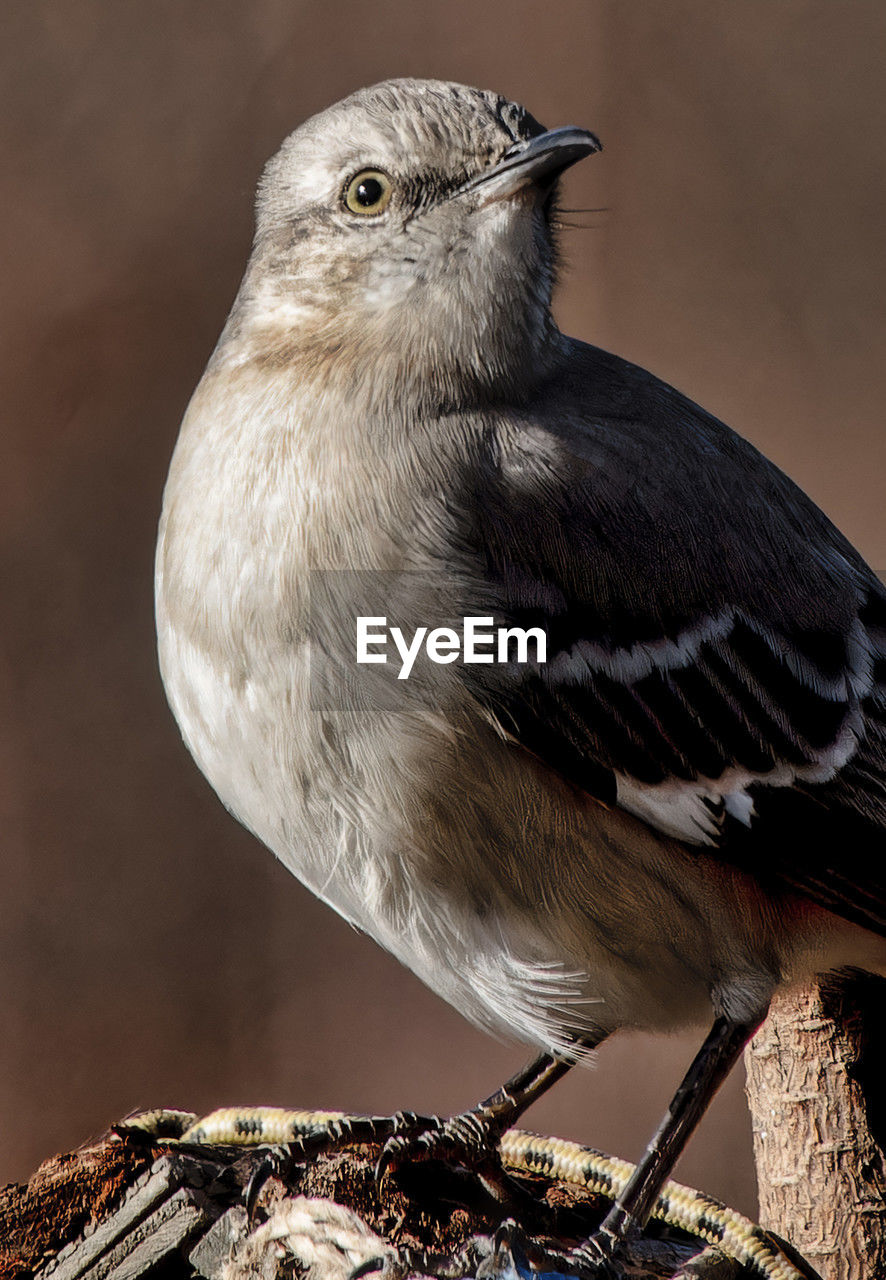 close-up of bird perching on tree