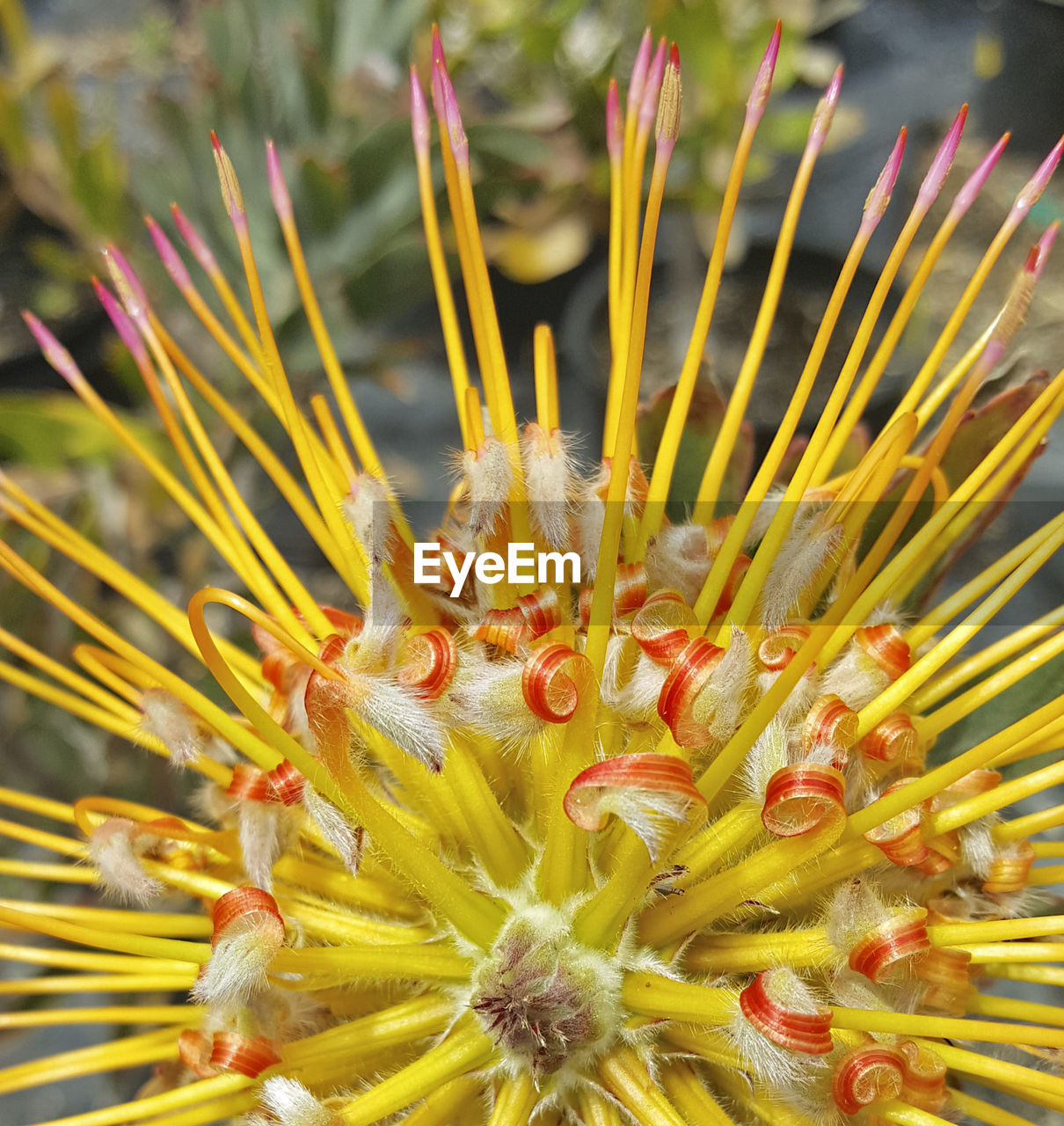 Extreme close up of flower
