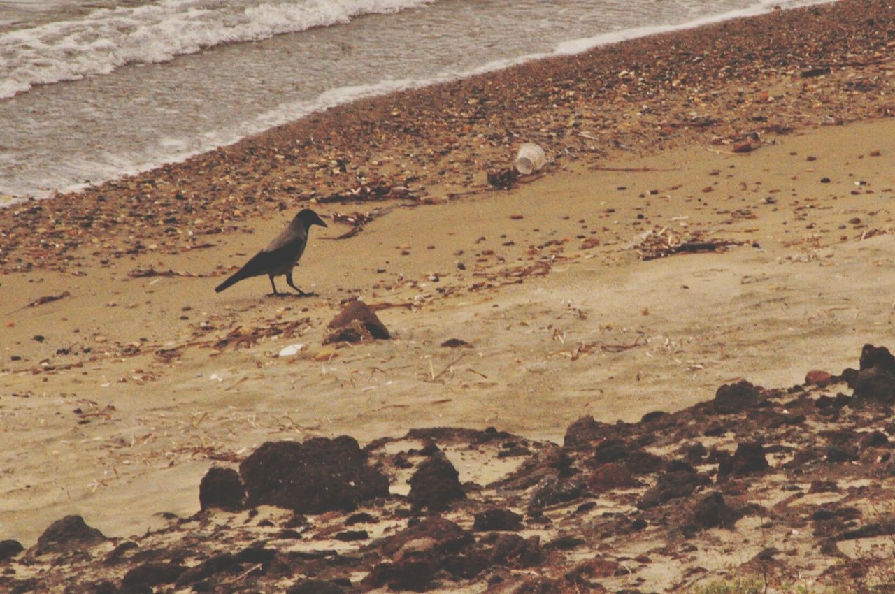 Crow on dirty beach