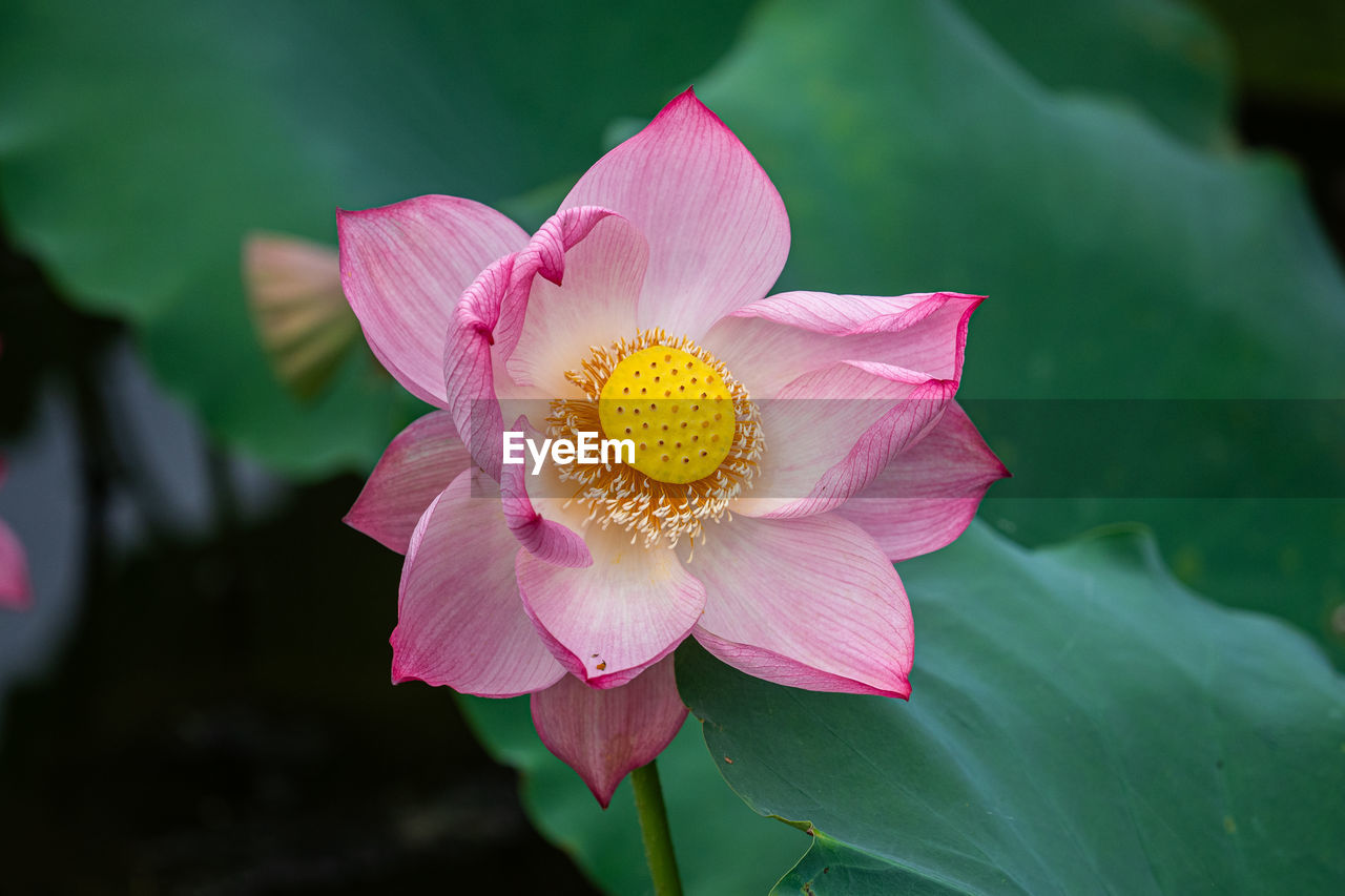flower, flowering plant, plant, beauty in nature, freshness, pink, petal, flower head, close-up, inflorescence, aquatic plant, nature, macro photography, fragility, leaf, pollen, plant part, water lily, lotus water lily, growth, blossom, water, proteales, no people, outdoors, lake, focus on foreground, magenta, springtime, yellow, green, stamen, botany