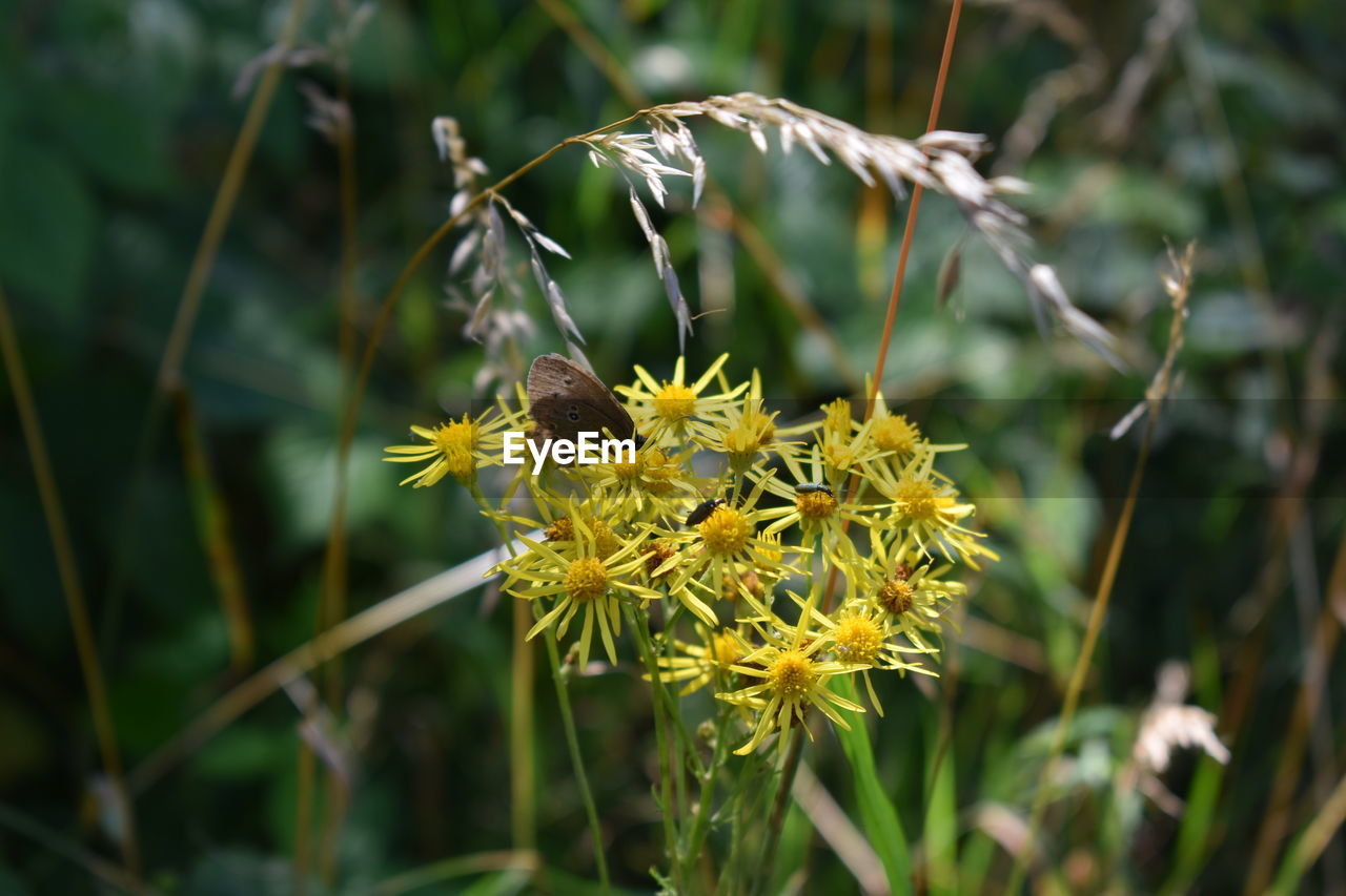 CLOSE-UP OF BEE POLLINATING ON YELLOW FLOWERS