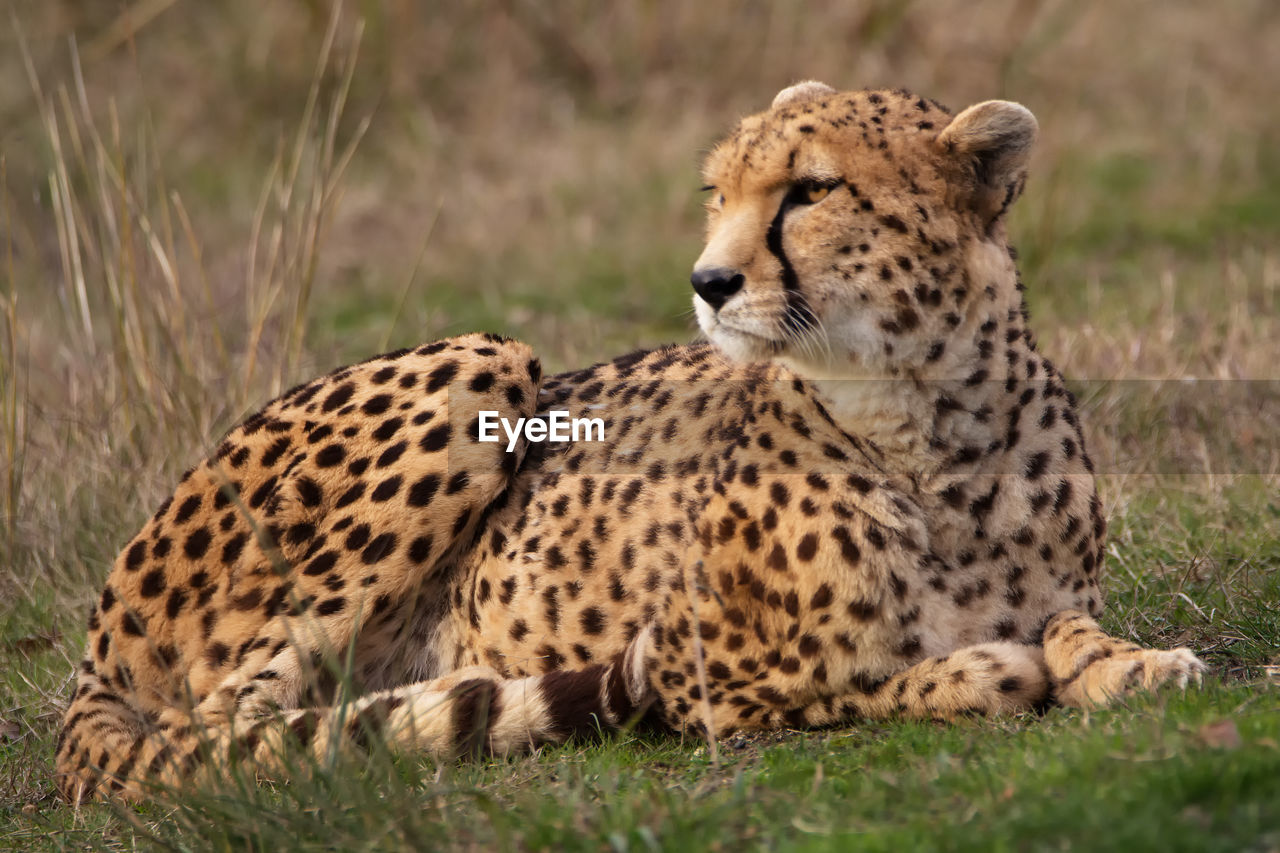 Full length of a leopard