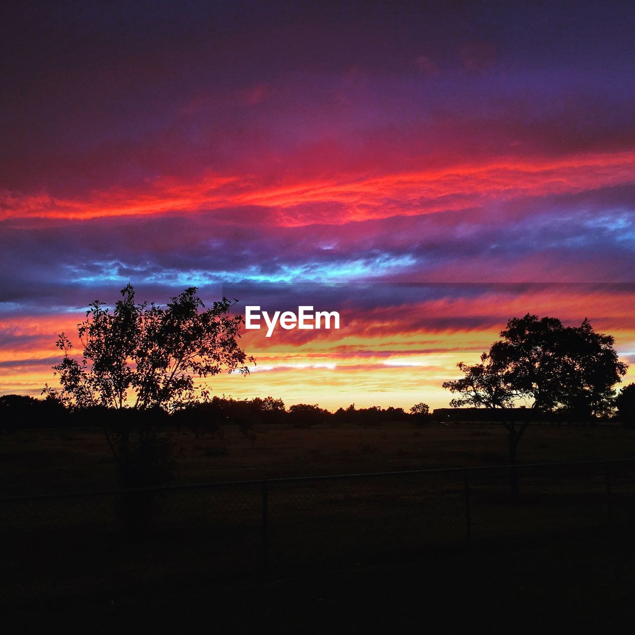 SILHOUETTE OF TREES ON LANDSCAPE