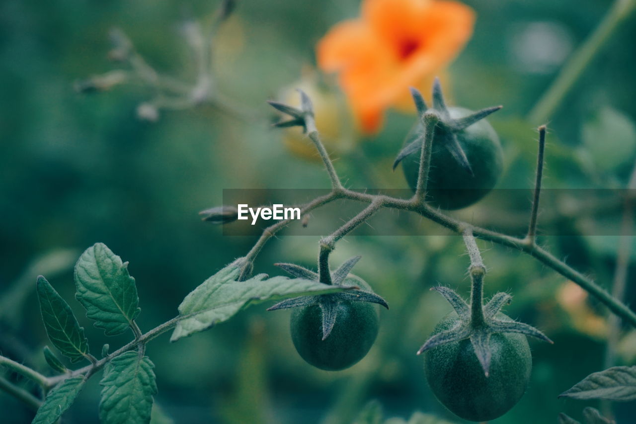 Close-up of tomatoes growing on plant