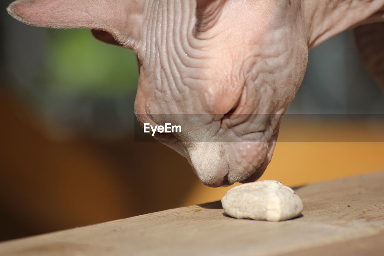 close-up of human hand on table