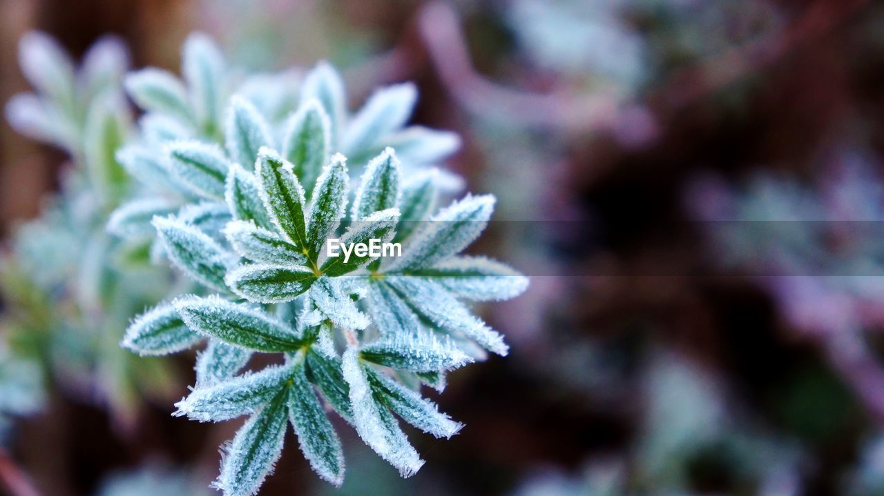 Close-up of plant