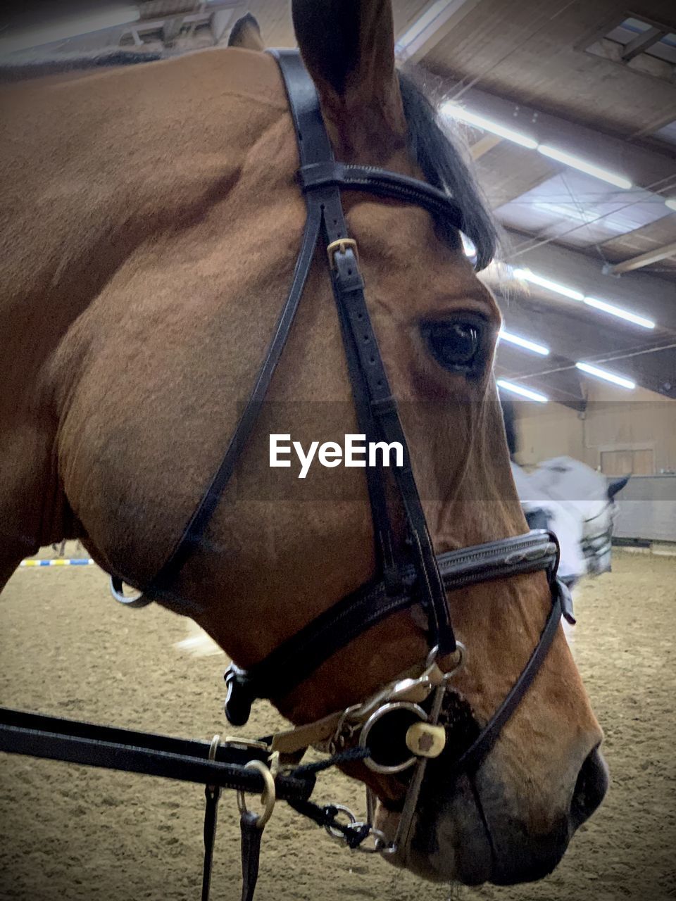 CLOSE-UP OF HORSE IN THE ANIMAL