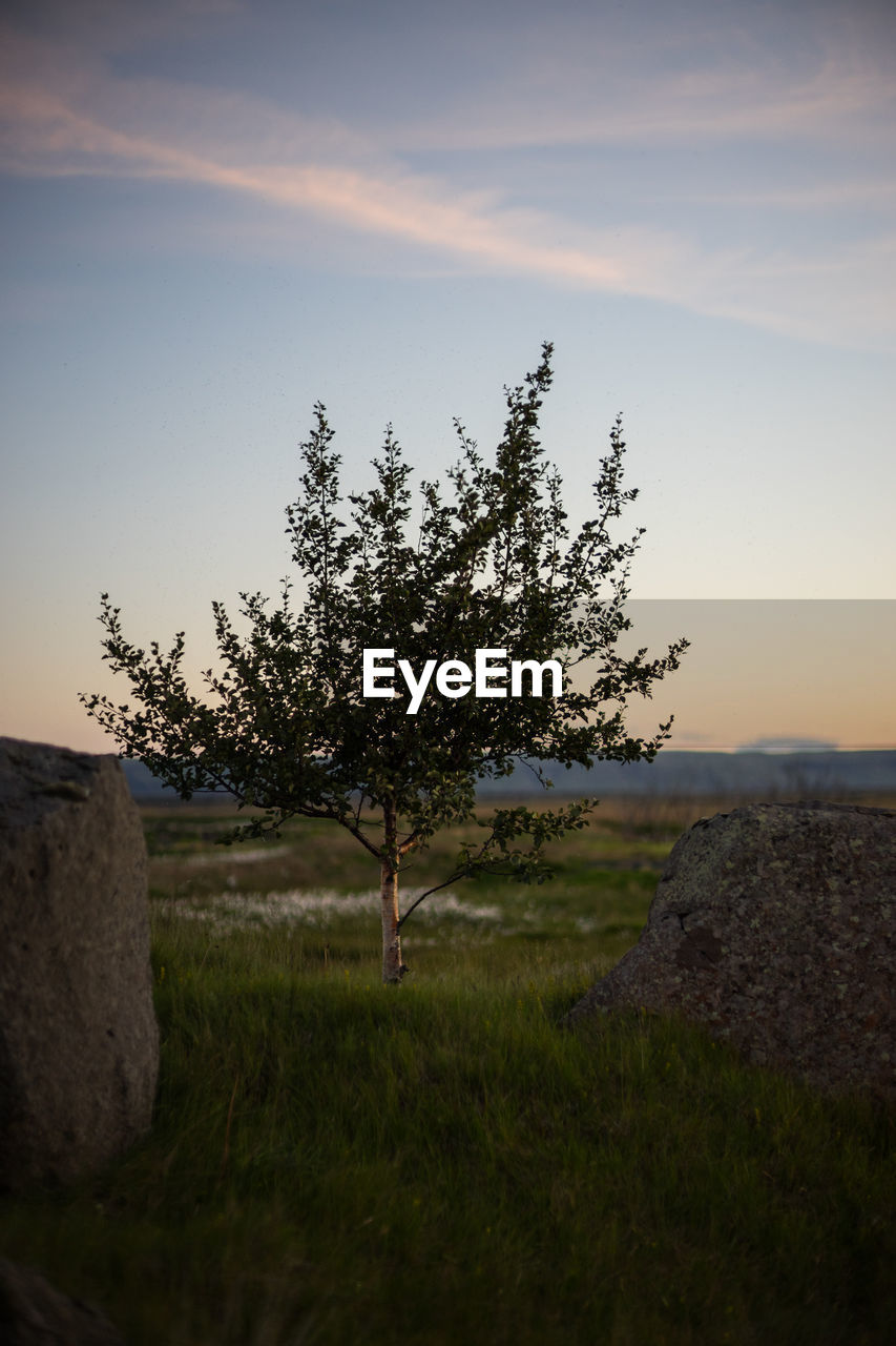 Tree on field against sky at sunset