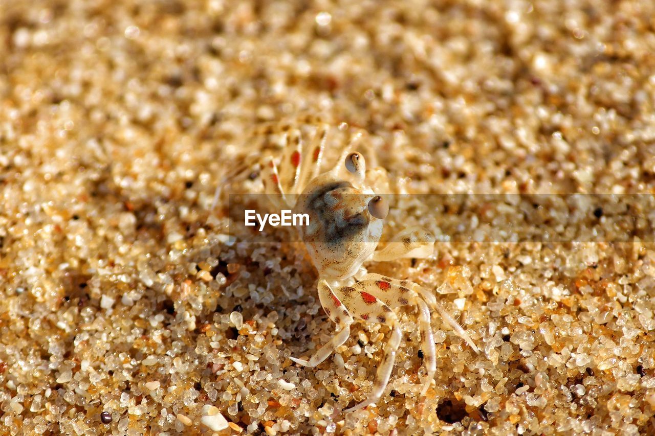 CLOSE-UP OF LIZARD ON SAND