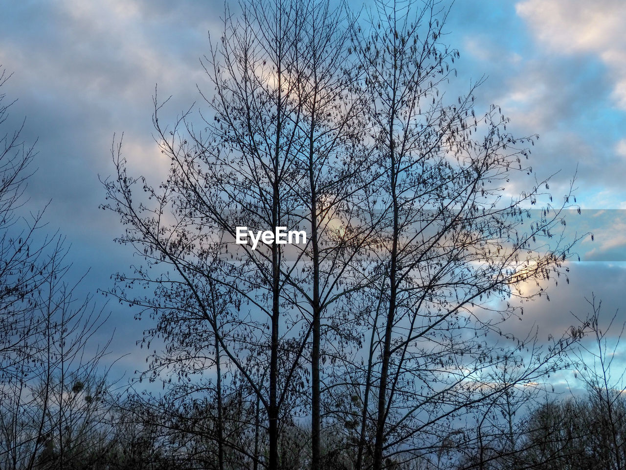 LOW ANGLE VIEW OF BARE TREE AGAINST SKY