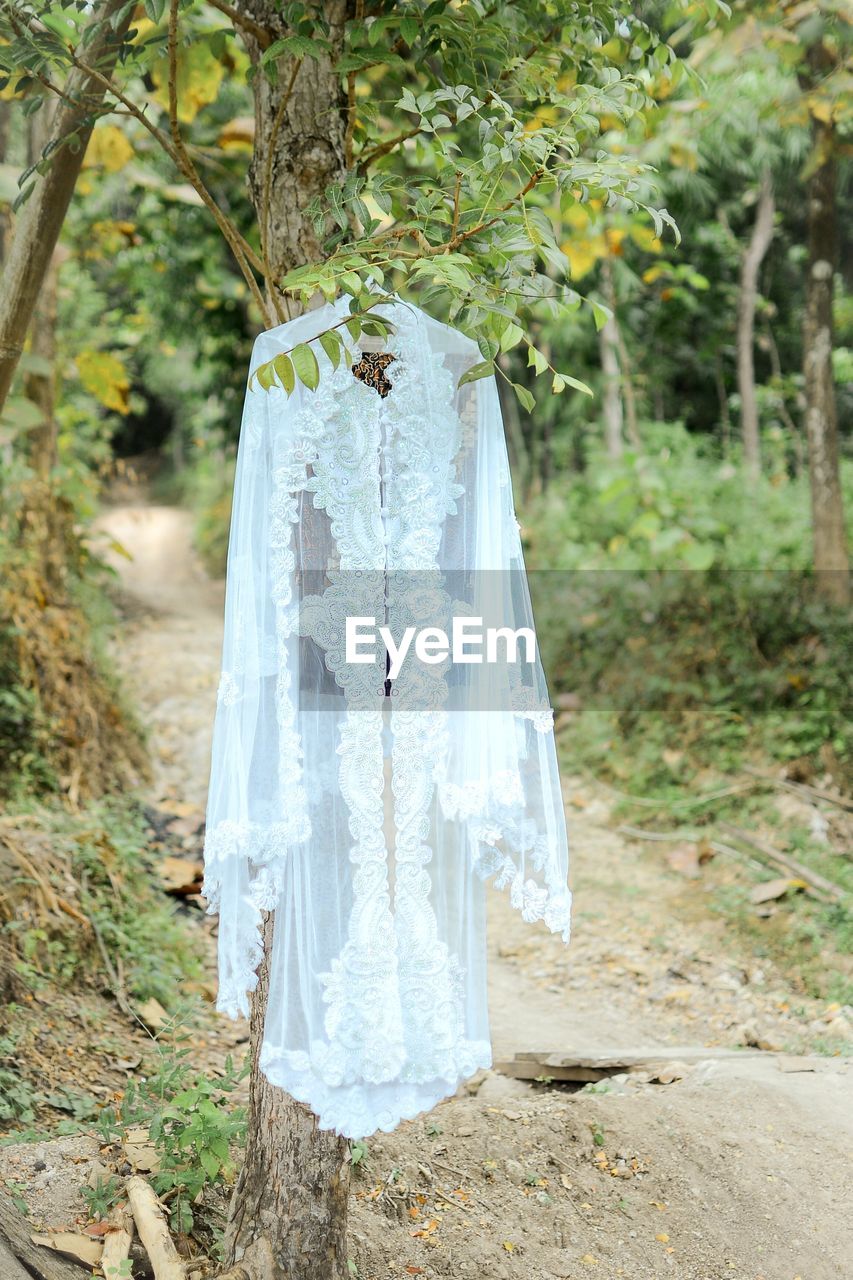 Clothes hanging on plant in forest