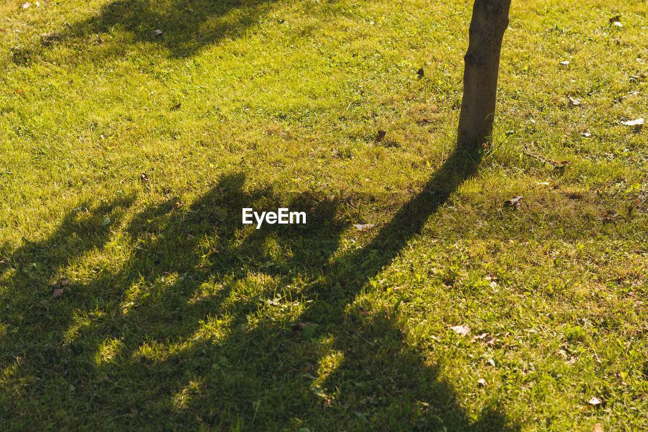 SHADOW OF TREE ON GRASSLAND