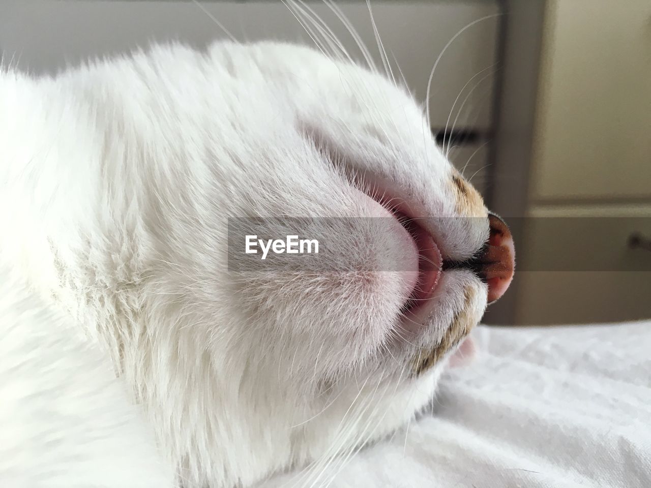 CLOSE-UP OF A CAT ON BED