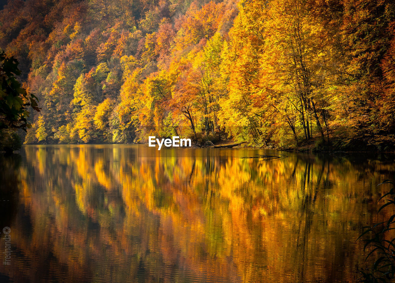 Scenic view of lake in forest during autumn