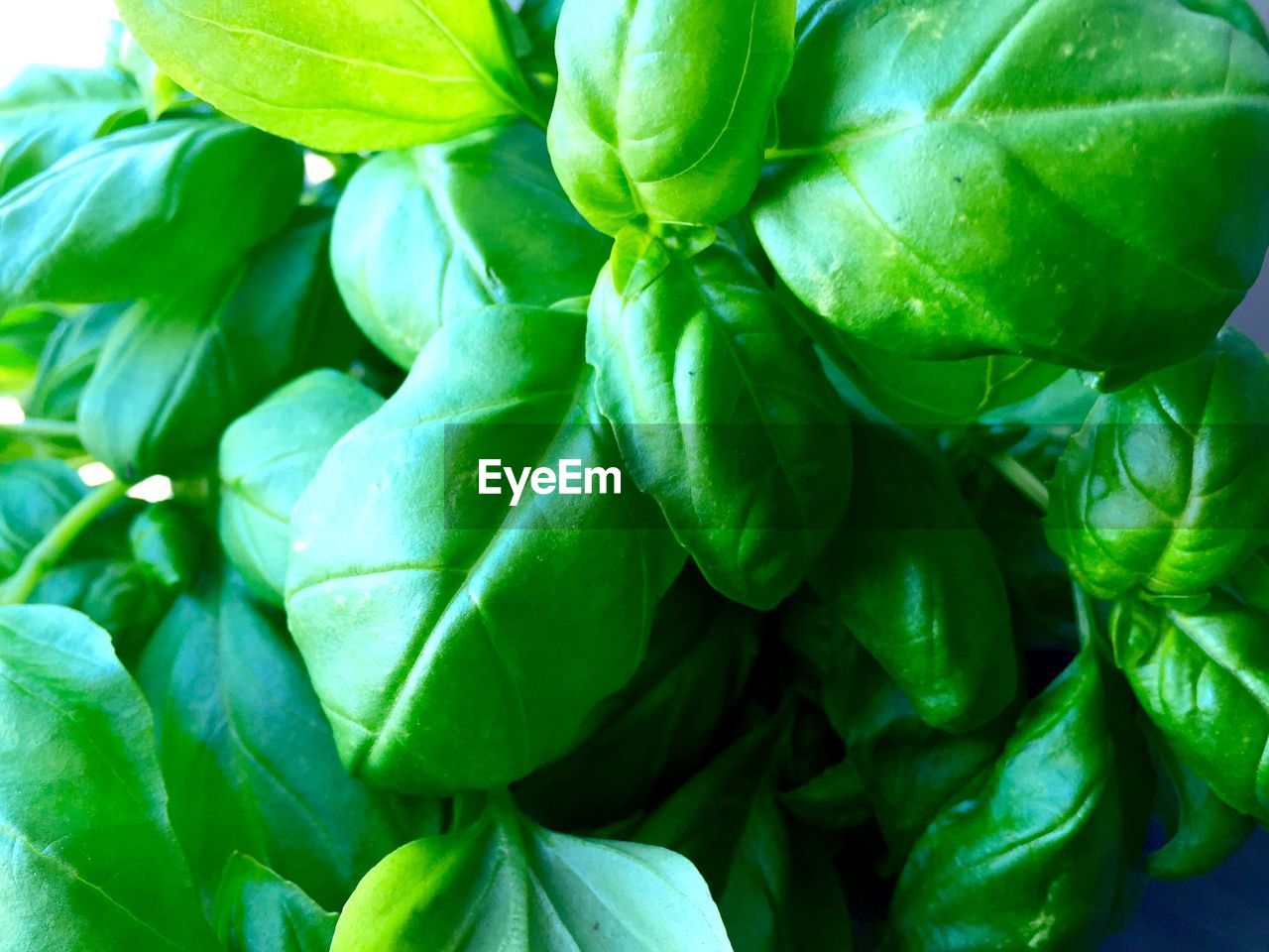Full frame shot of leaves