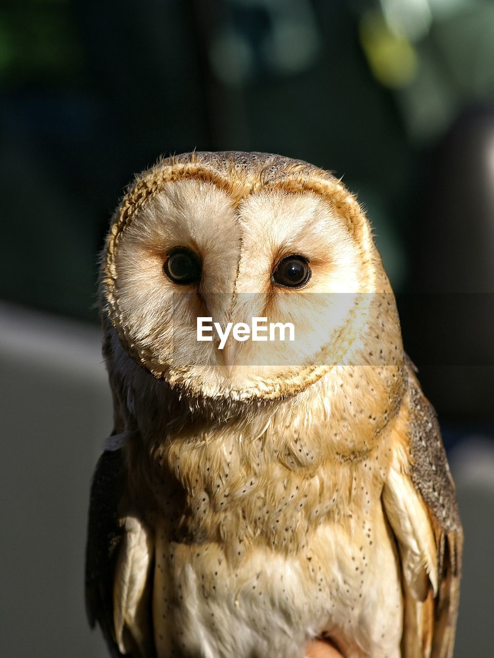 Close-up of barn owl during sunny day