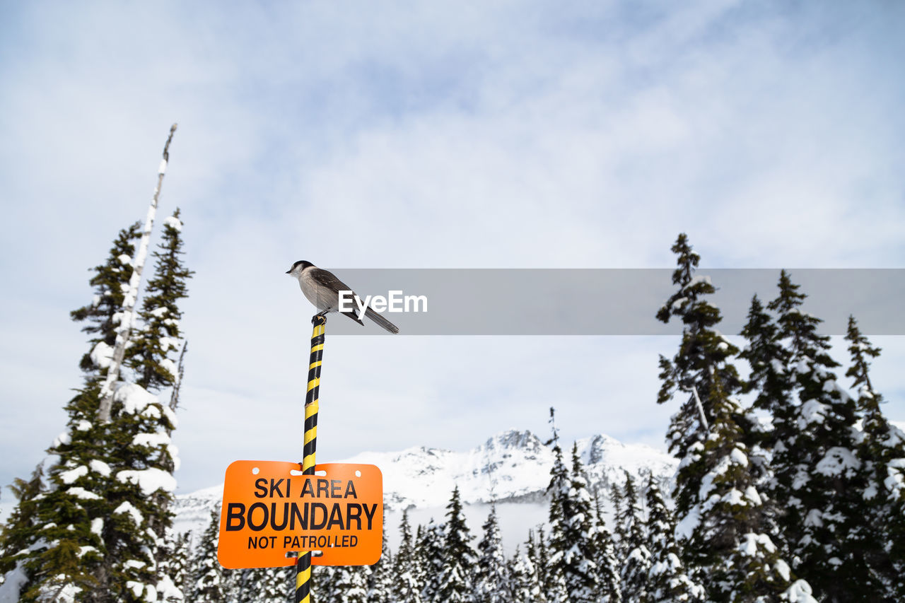 LOW ANGLE VIEW OF BIRD PERCHING ON A TREE