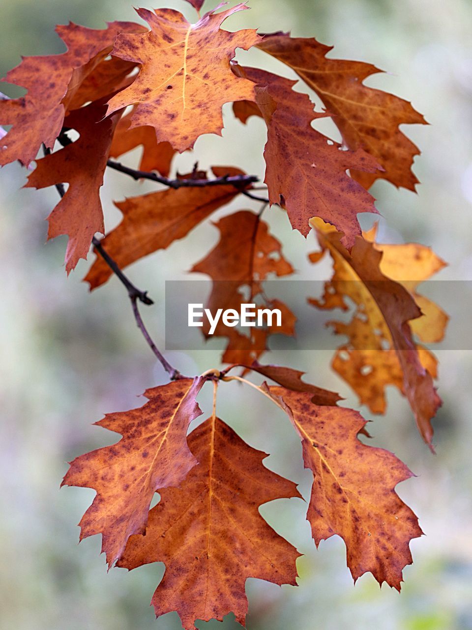 Close-up of maple leaves