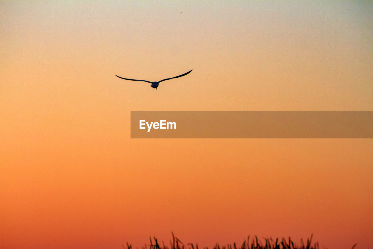 LOW ANGLE VIEW OF SILHOUETTE BIRD FLYING AGAINST SKY