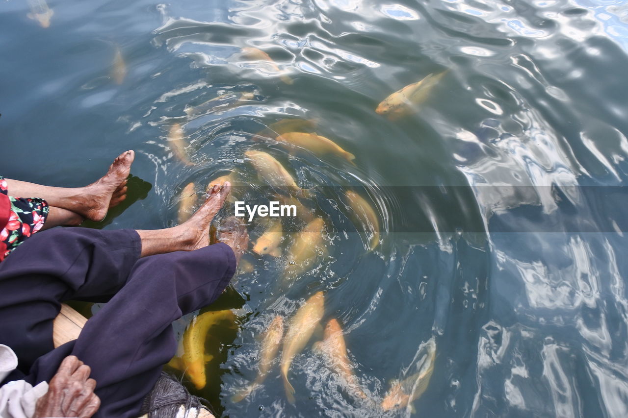 Legs and dozens of koi fish