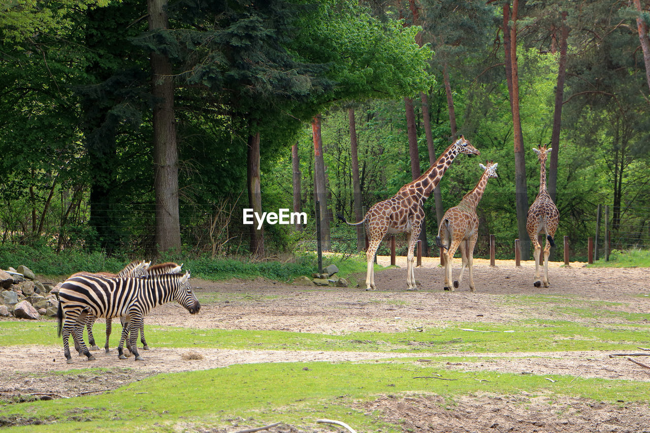  giraffes on field against trees in zoo