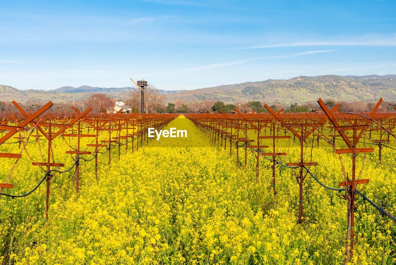 Scenic view of vineyard against sky