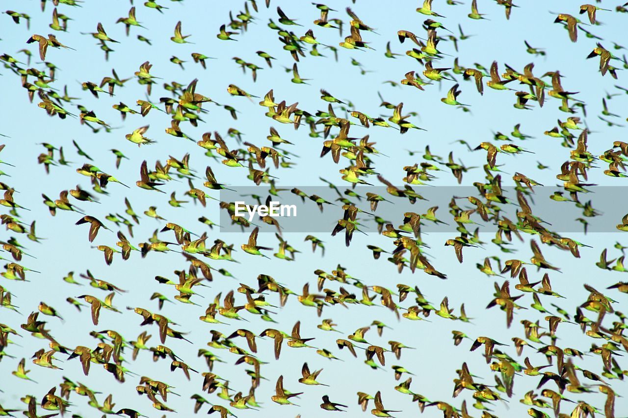 Low angle view of birds flying