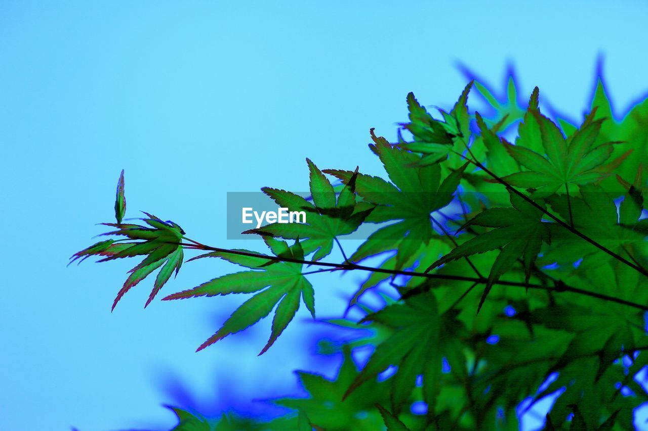 Close-up of maple leaves with branch