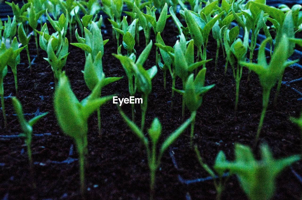 CLOSE-UP OF PLANTS GROWING IN FIELD