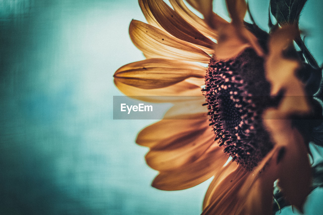 CLOSE-UP OF SUNFLOWER AGAINST BLUE SKY