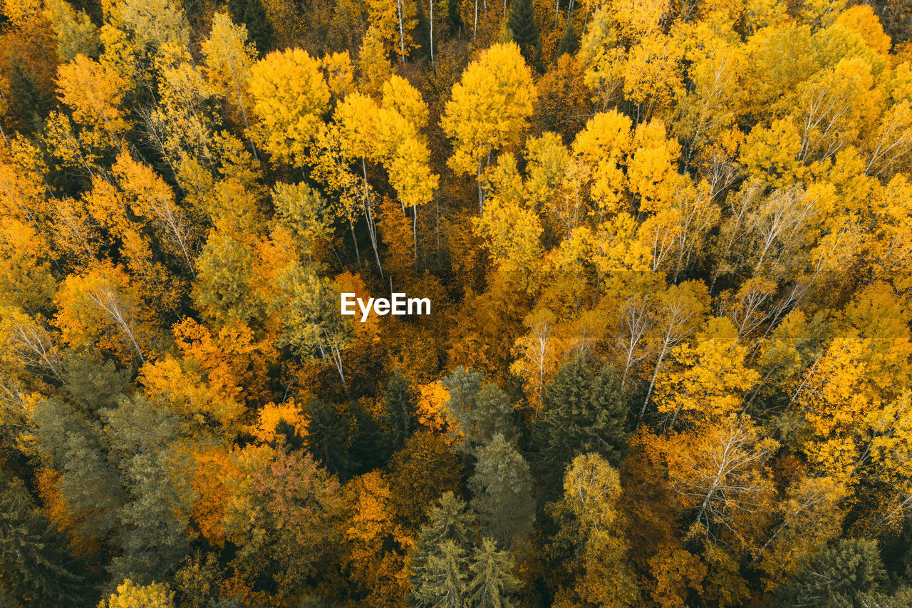 Full frame shot of trees