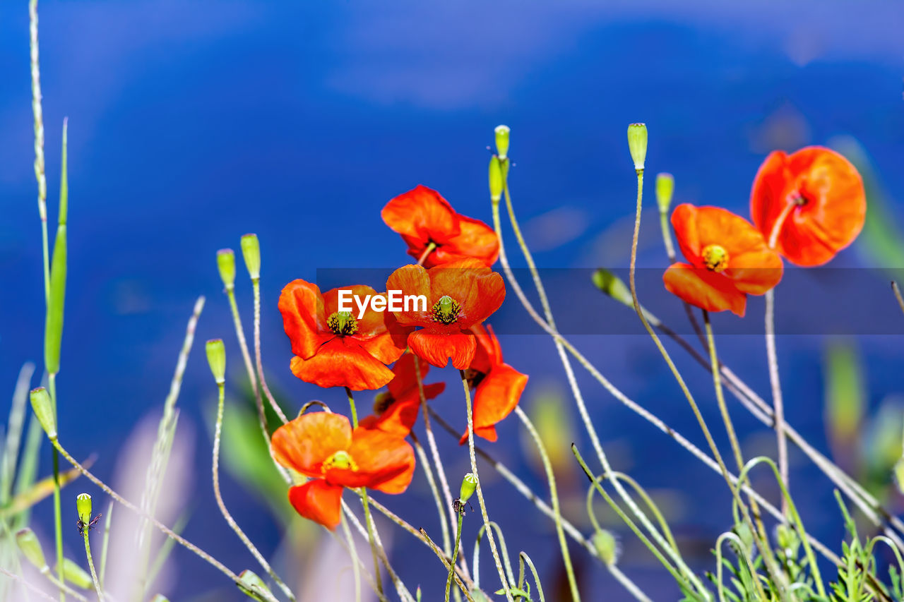 CLOSE-UP OF ORANGE FLOWER AGAINST BLUE SKY