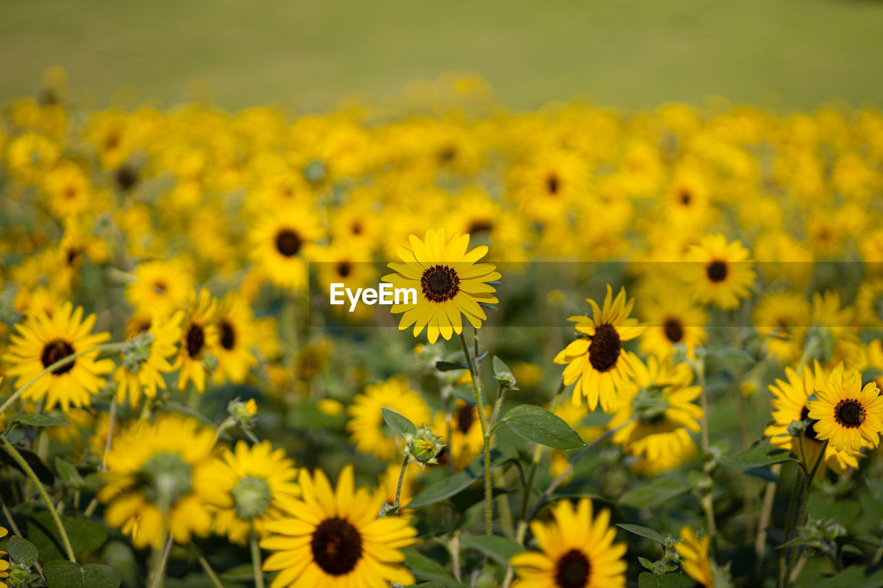 Close-up of yellow sunflowers flowering plants on field