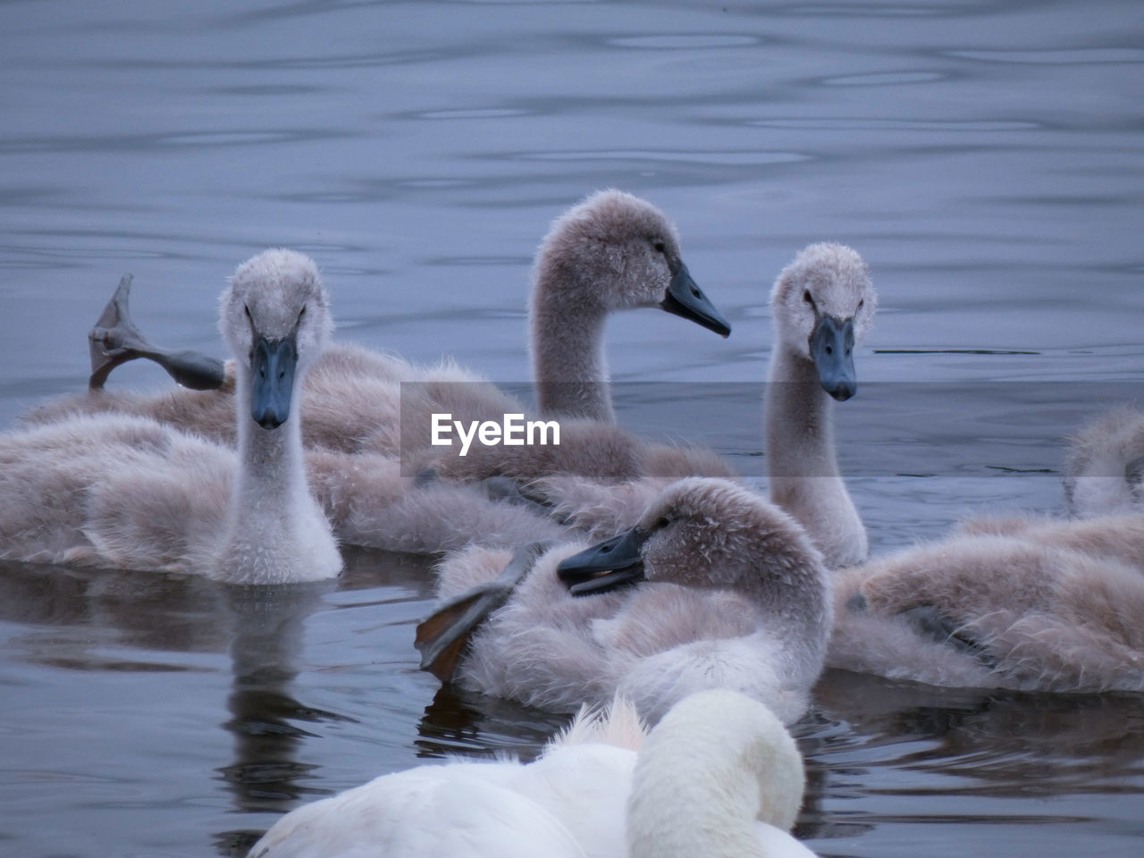 SWANS IN LAKE